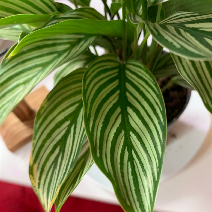 Calathea Vittata plant with white and green striped leaves, partially visible soil.