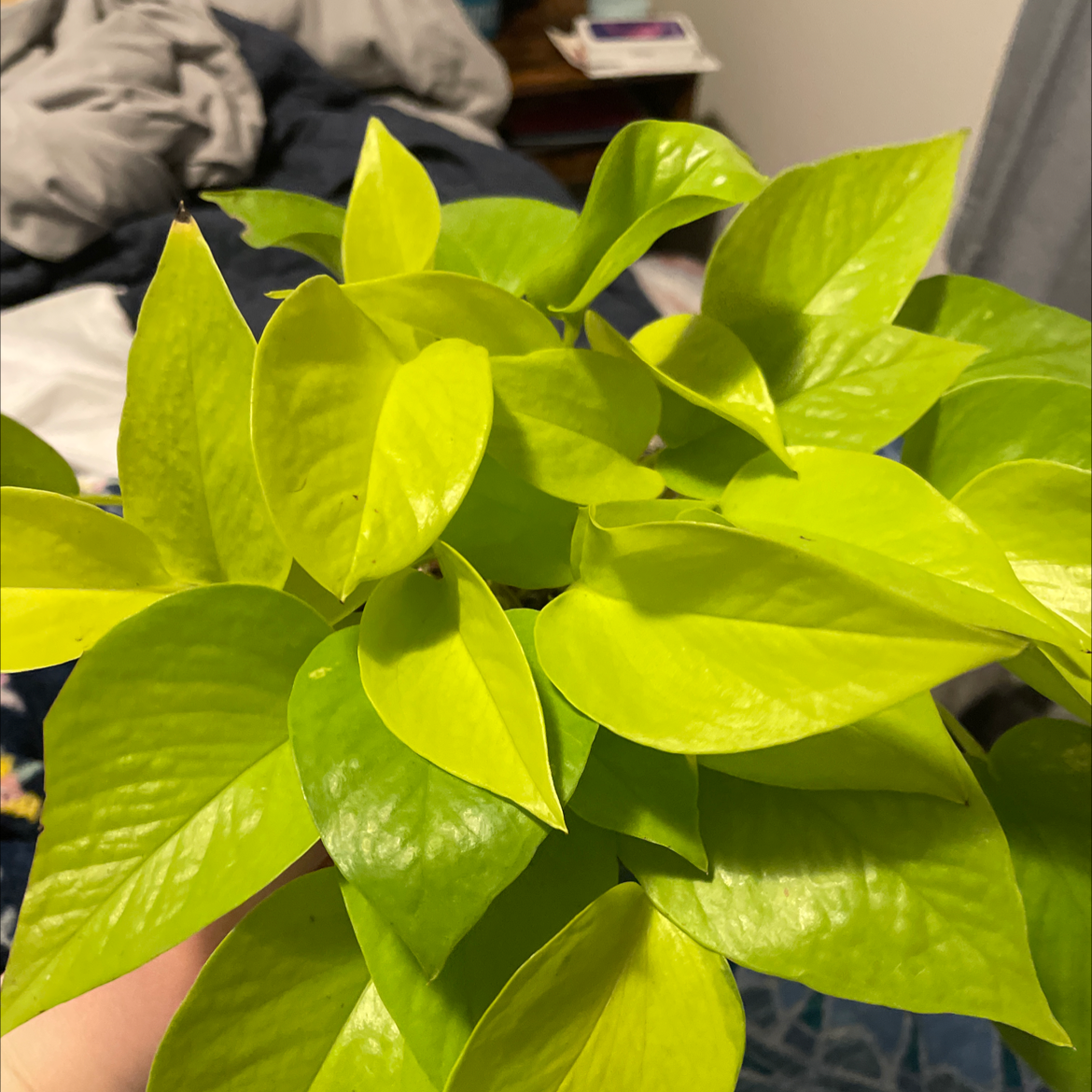 Photo of the plant species Neon Pothos by @aspencopelin named Beckham on Greg, the plant care app