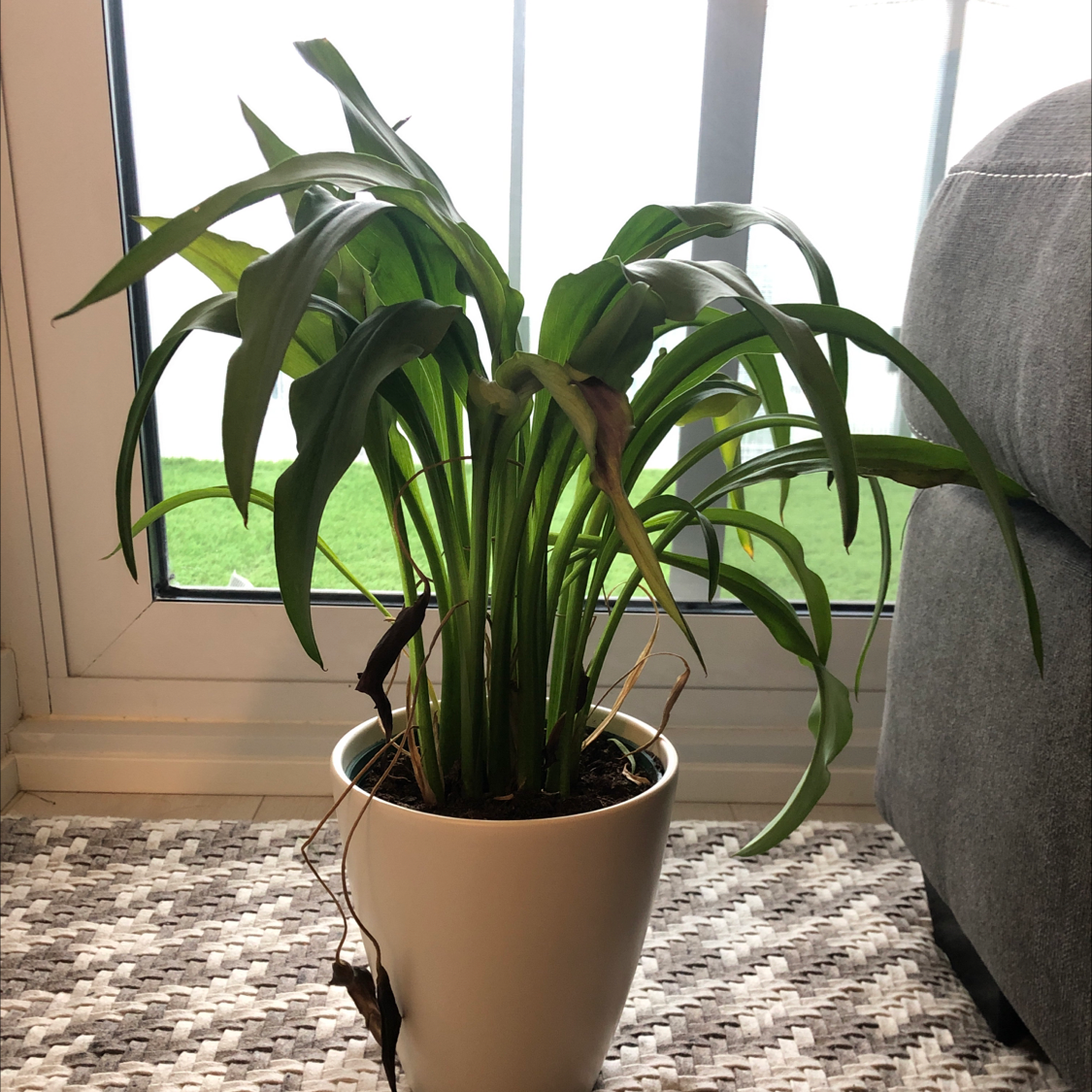 💧 Why Are My Canna Lily Leaves Droopy?