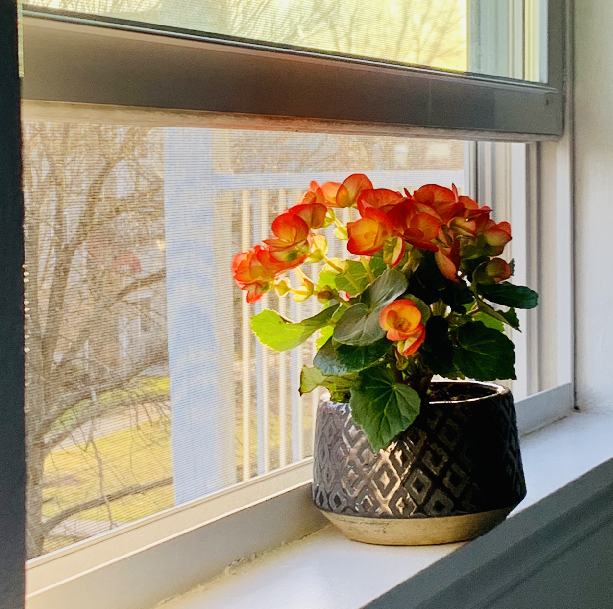 Tuberous Begonia plant photo by @apottslol named gail on Greg, the plant care app.