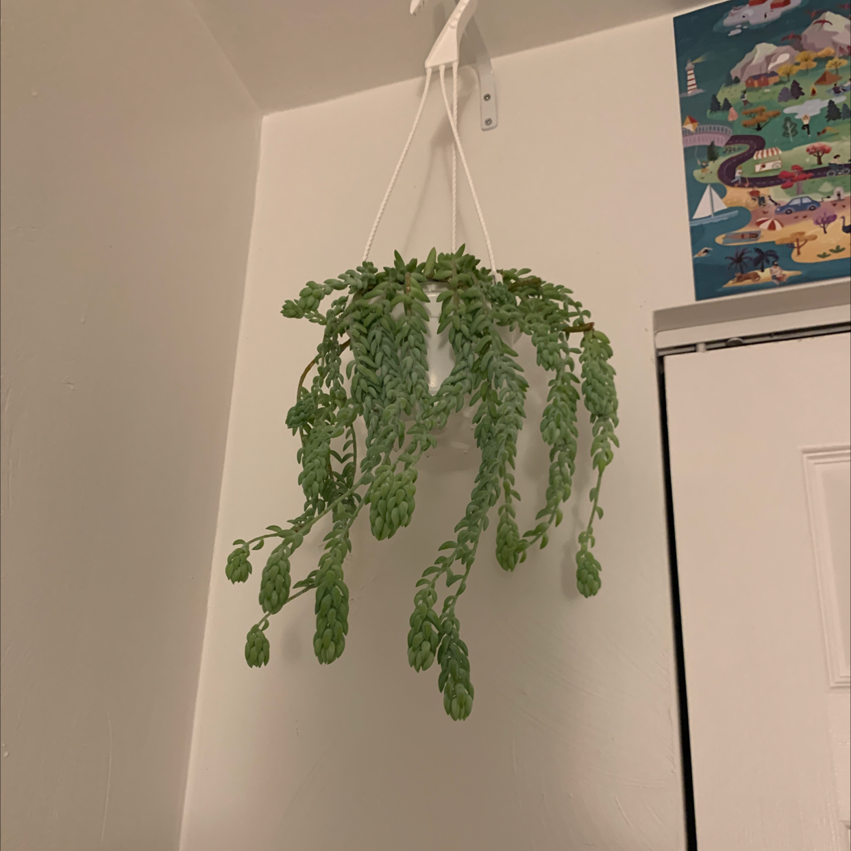 Burro's Tail plant photo by @apottslol named ￼ gideon on Greg, the plant care app.