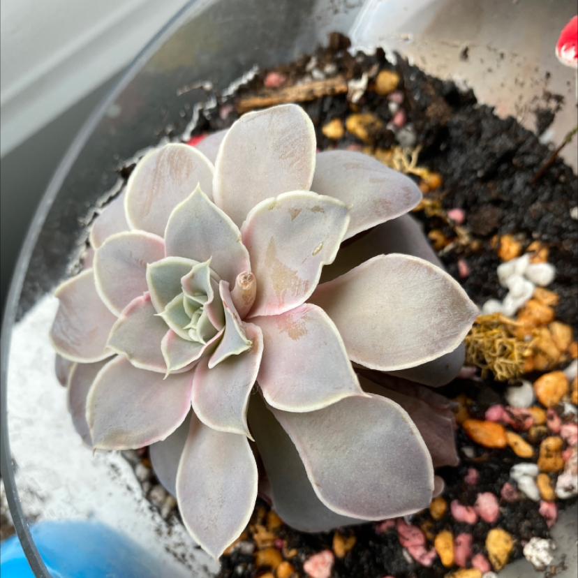 Photo of the plant species Shattering Echeveria by Arlene named Kanye on Greg, the plant care app
