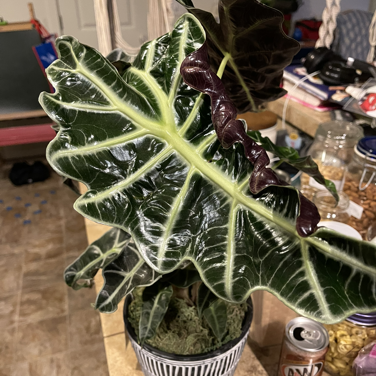 Alocasia Polly Plant with healthy green leaves and white veins in a pot.