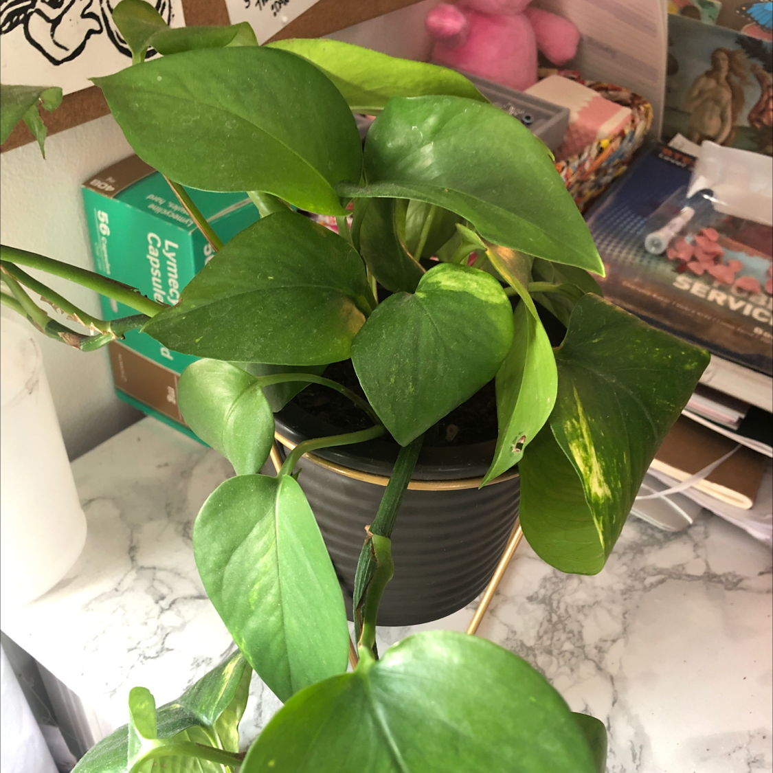 Taro Vine plant photo by @saff named Tree Diddy on Greg, the plant care app.