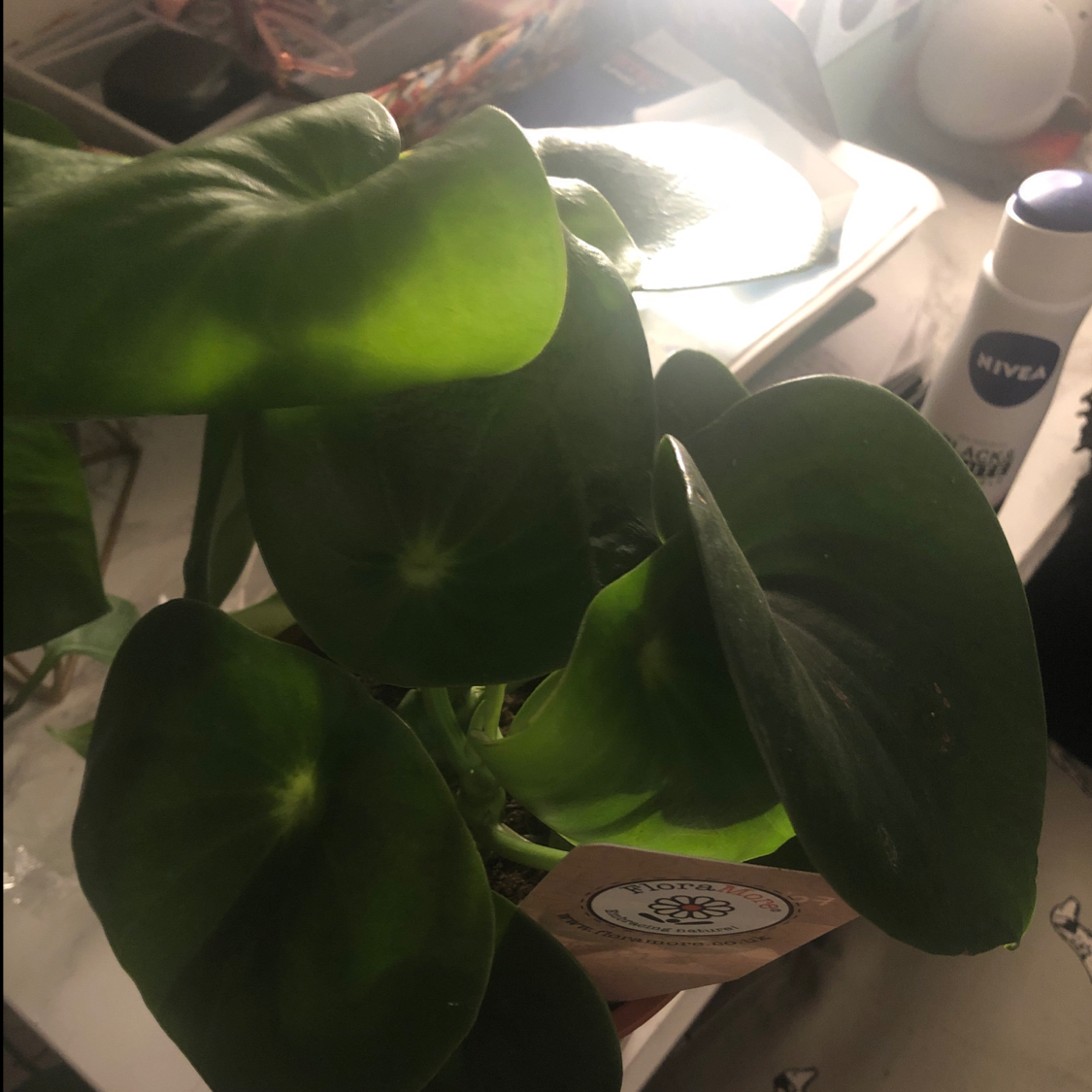 Raindrop Peperomia plant photo by @saff named Morgan Treeman on Greg, the plant care app.