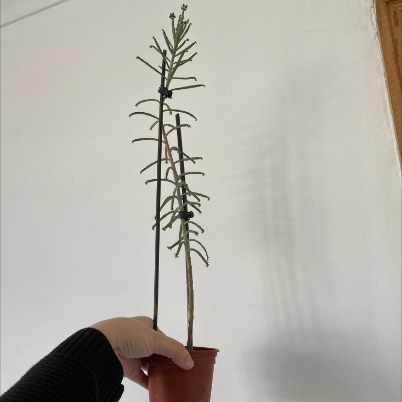 Healthy Kalanchoe daigremontiana plant specimen with long stem covered in leaves and plantlets being held against white wall.