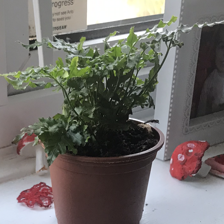 Potted Brake Fern on a windowsill with green leaves and visible soil.