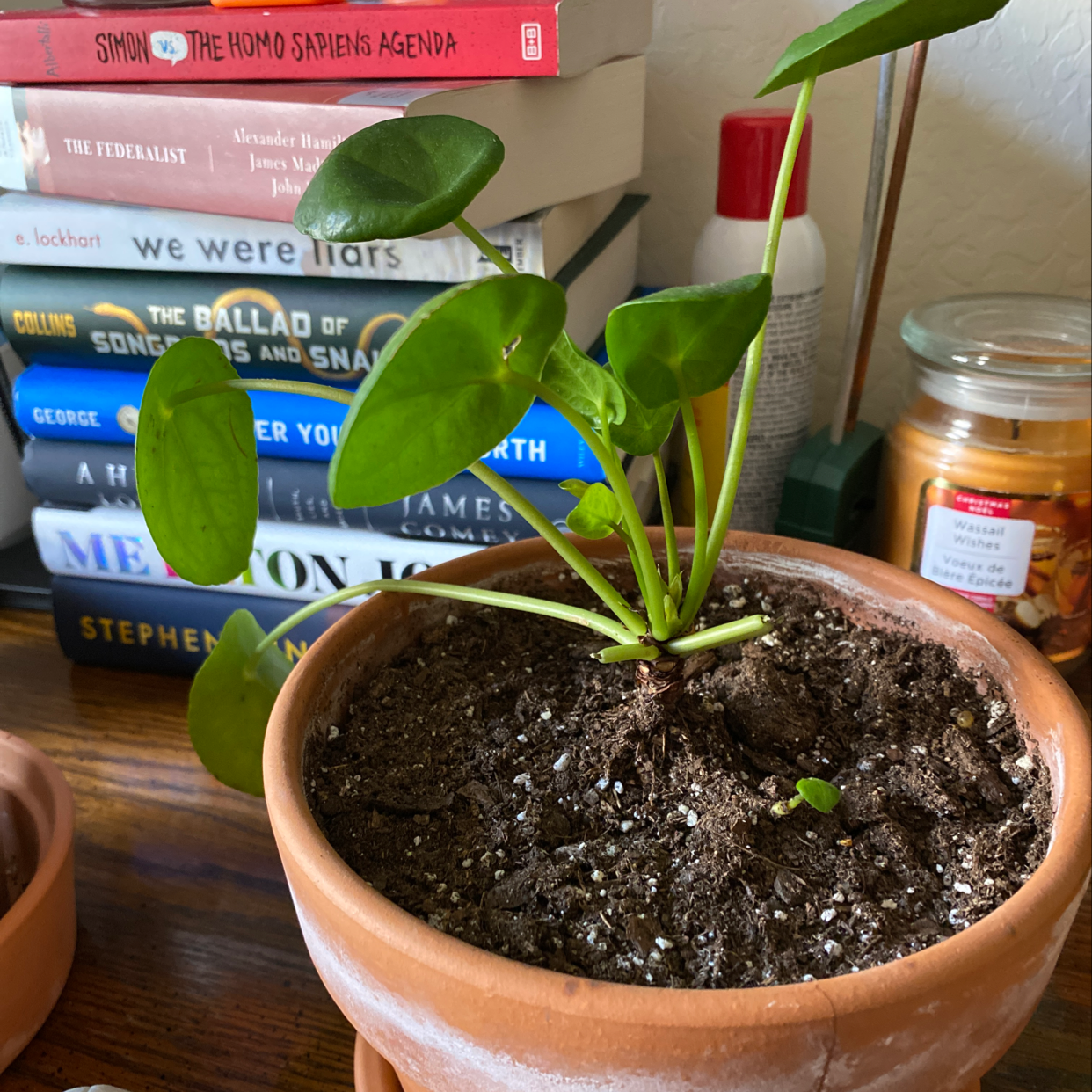 Healthy Peperomia obtusifolia plant with glossy green leaves in a terra cotta pot, hand pointing to leaf, on wooden surface with books.