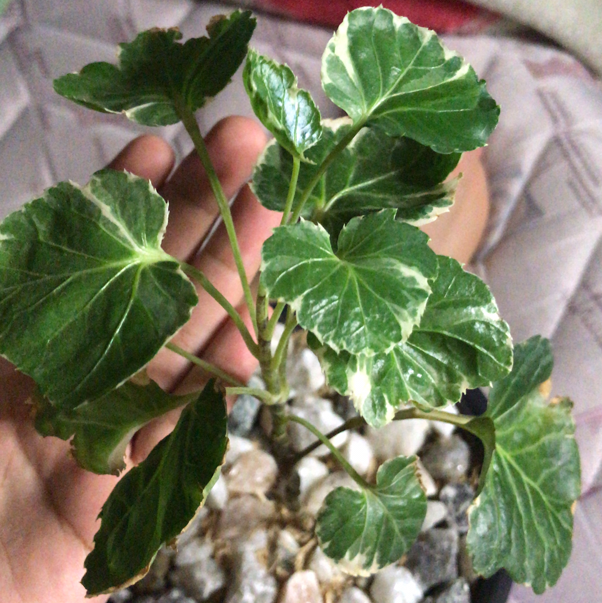 Fabian Aralia plant photo by @Youshbaby named ☆ 𝘼𝙧𝙖𝙡𝙞𝙖𝙣𝙖 𝙂𝙧𝙖𝙣𝙙𝙚 ☆ on Greg, the plant care app.
