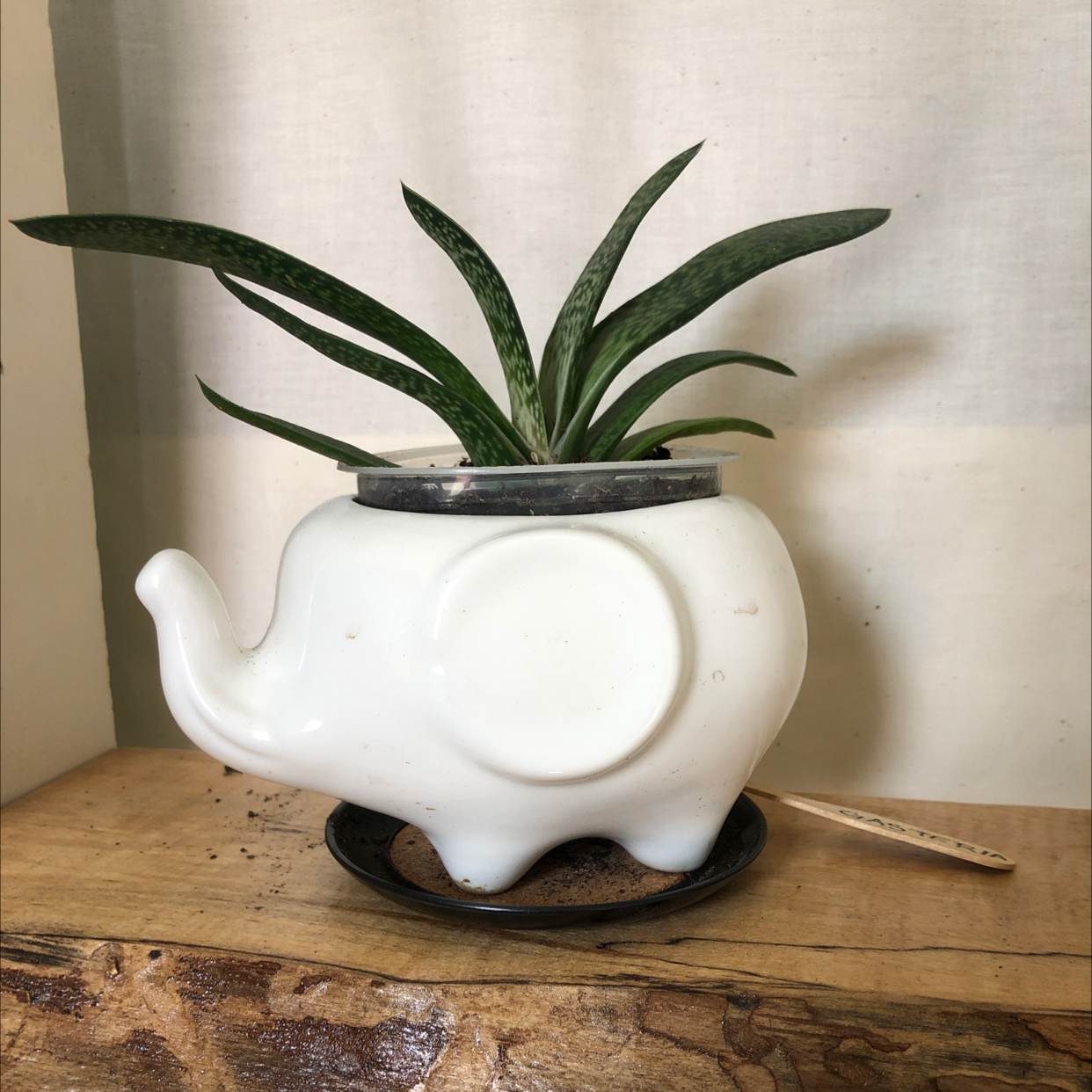 Photo of the plant species Gasteria 'Purple Dragon' by @alehr01 named P!nk on Greg, the plant care app