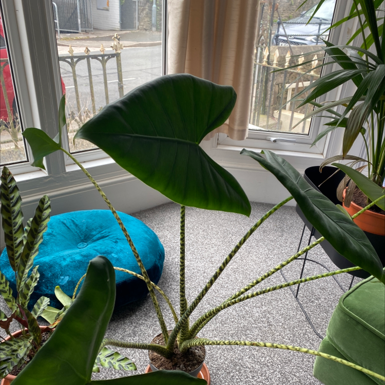 Zebra Elephant Ear plant indoors with vibrant green leaves, no visible soil.