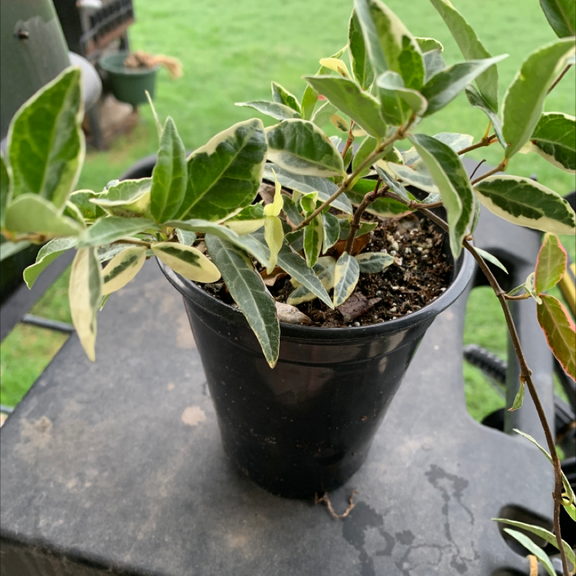 Potted Star Jasmine plant with variegated leaves on an outdoor surface.