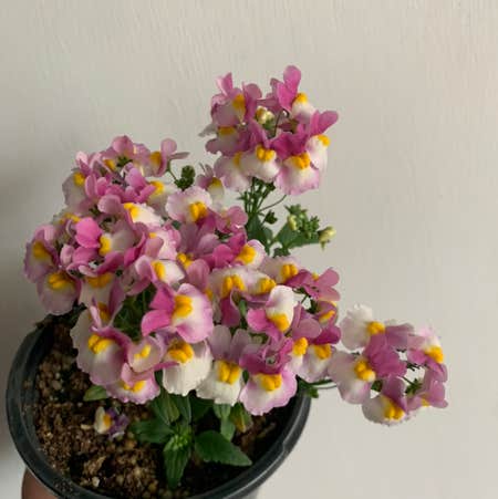 Photo of the plant species Nemesia strumosa by @lilpeachdrii named Pinkberry on Greg, the plant care app