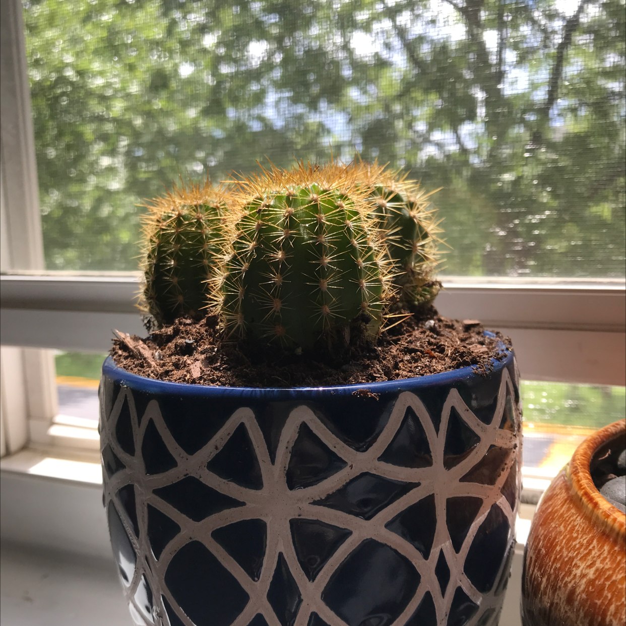 Golden Barrel Cactus plant photo by @lilieader named Cactus Jack on Greg, the plant care app.