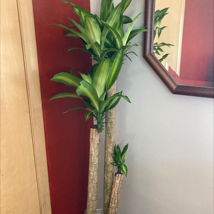 Dracaena Massangeana plant with multiple stalks and healthy green leaves.