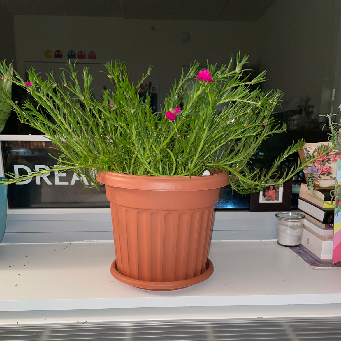 Healthy, thriving potted Moss Rose Purslane with small green leaves and bright pink flowers in bloom.