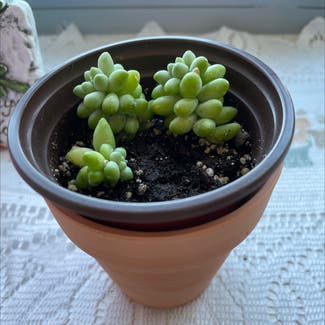 Burro's Tail plant in New York, New York