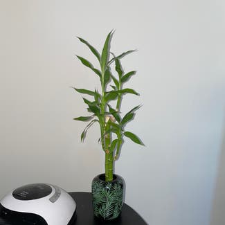 Lucky Bamboo plant in New York, New York