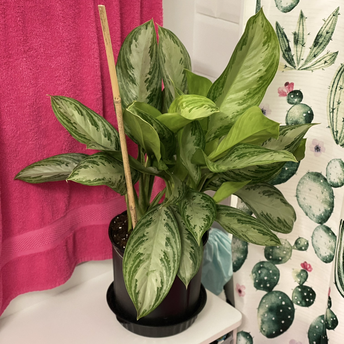 Aglaonema 'Silver Bay' plant with vibrant green and silver variegated leaves in a pot.
