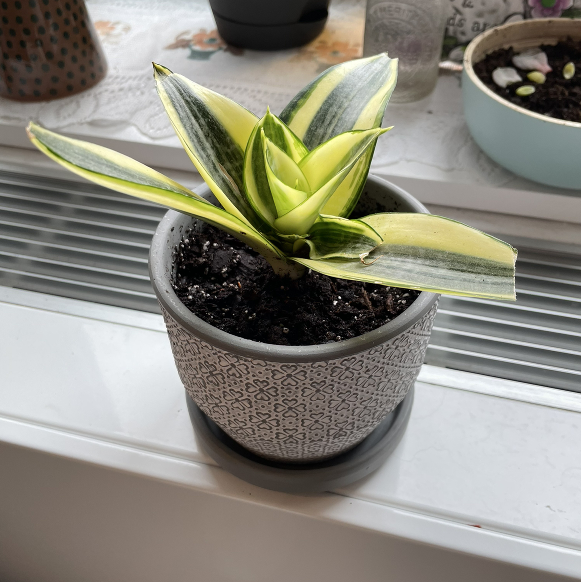 Bird's Nest Snake Plant in a decorative pot on a windowsill with variegated leaves.