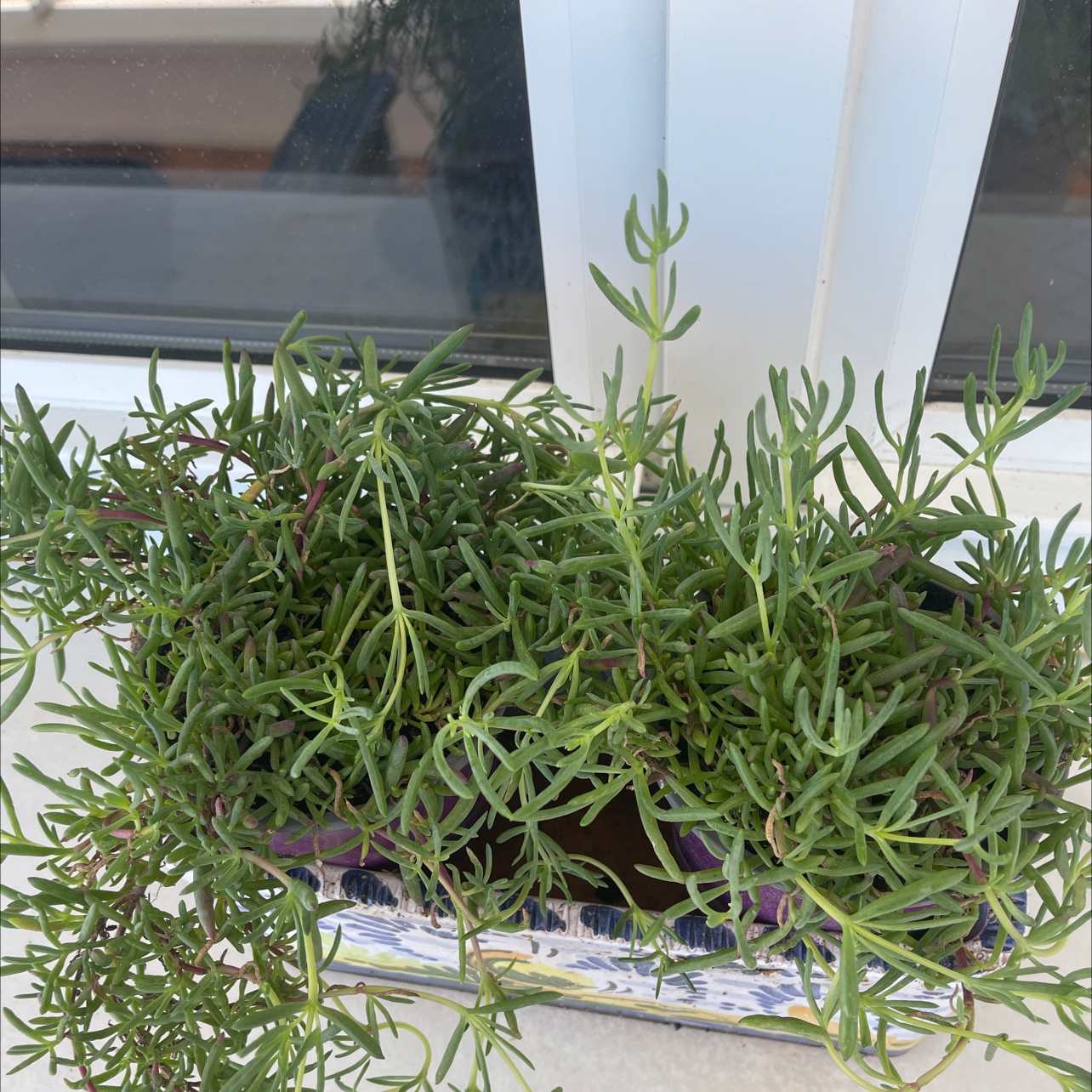 Healthy Moss Rose Purslane plant with dense green foliage in a white planter on a windowsill.