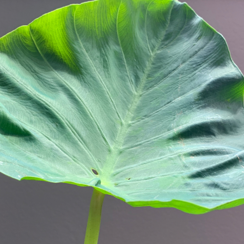Close-up of a Jewel Alocasia leaf with minor blemishes, plain background.