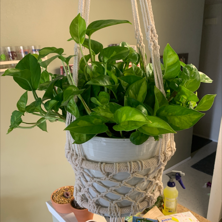 Healthy Global Green Pothos plant in a hanging pot with vibrant green leaves.