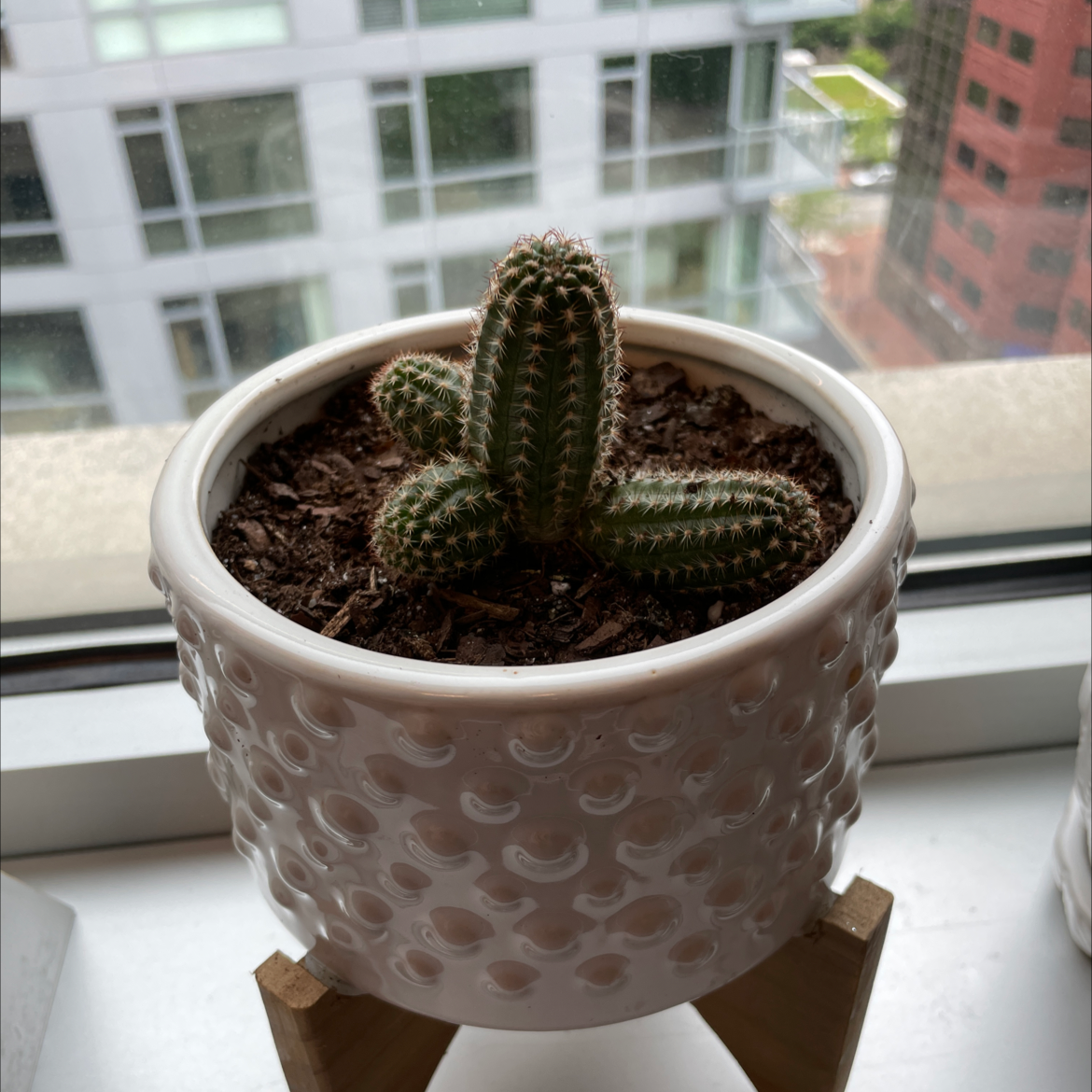 Peanut Cactus in a white textured pot on a wooden stand by a window with a cityscape view.