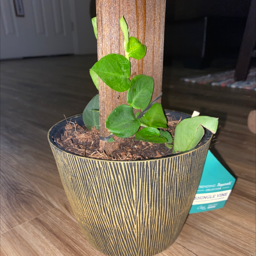 Potted Rhaphidophora hayi plant climbing a wooden support, with visible soil.