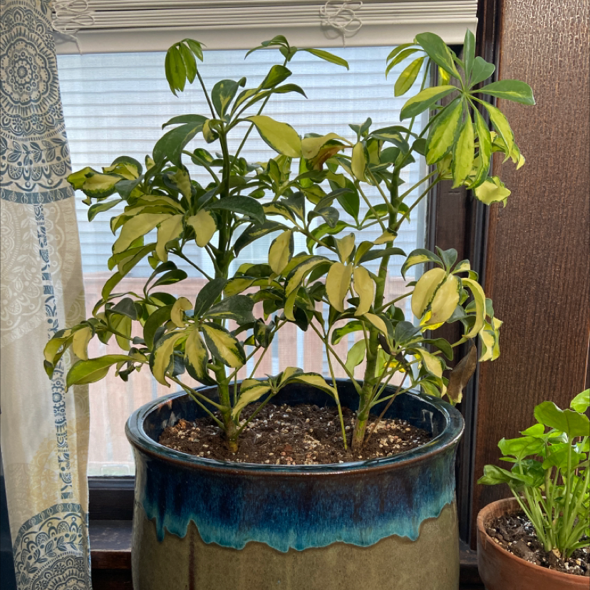 Dwarf Umbrella Tree plant photo by @jennalynnhen named Rihanna on Greg, the plant care app.