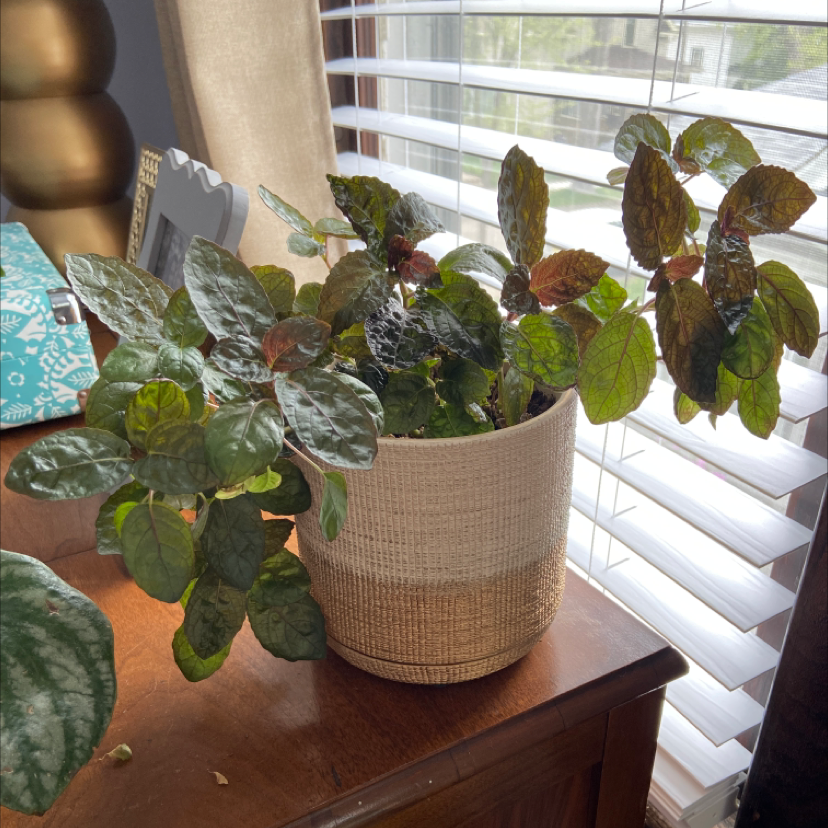 Waffle Plant plant photo by @jennalynnhen named Prince on Greg, the plant care app.