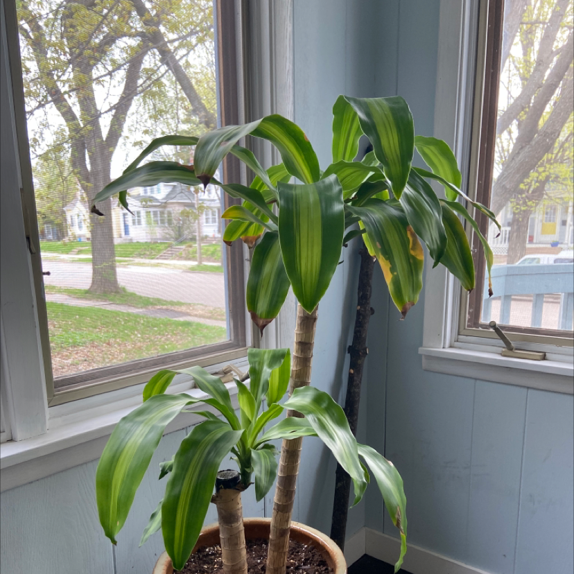 Photo of the plant species Cornstalk Dracaena by @jennalynnhen named Daenerys on Greg, the plant care app