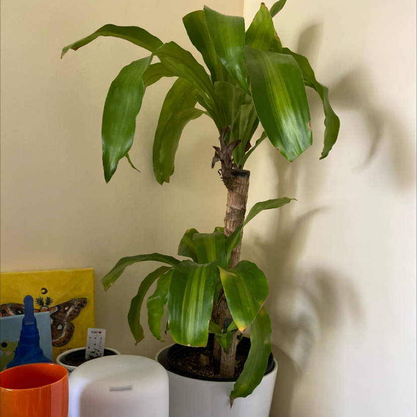 Cornstalk Dracaena plant photo by @issytheslugg2 named Melman on Greg, the plant care app.