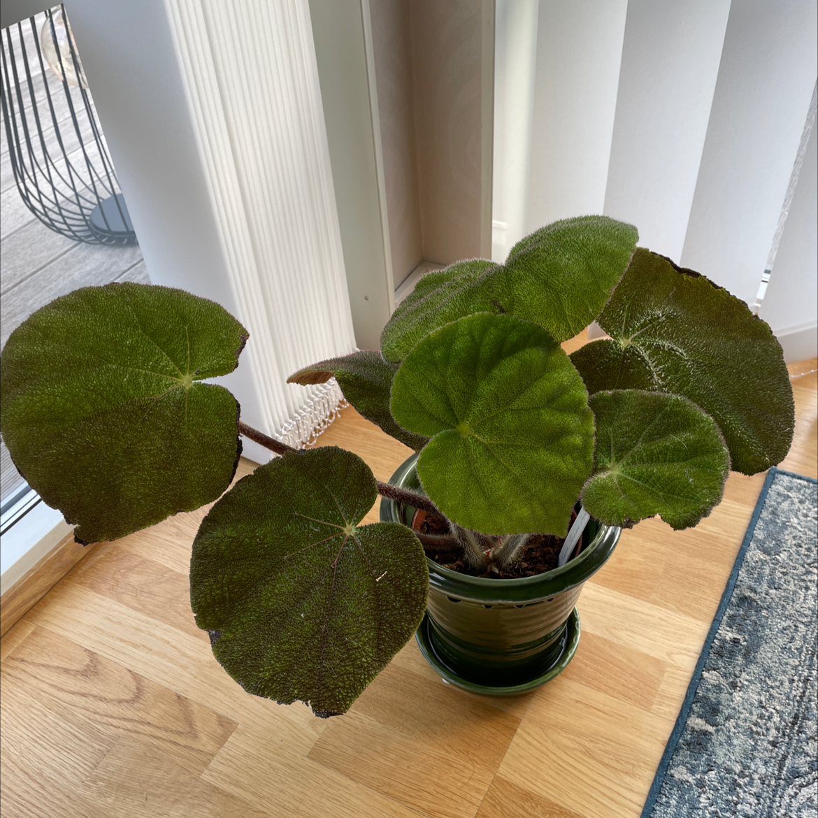Potted Iron Cross Begonia with large, textured green leaves near a window.