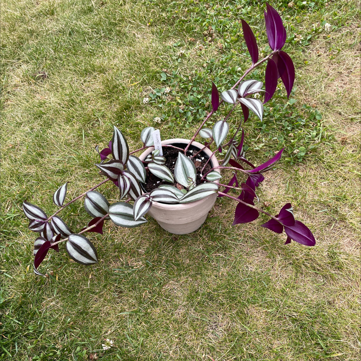 Spiderwort plant photo by @Nova named Ursula on Greg, the plant care app.