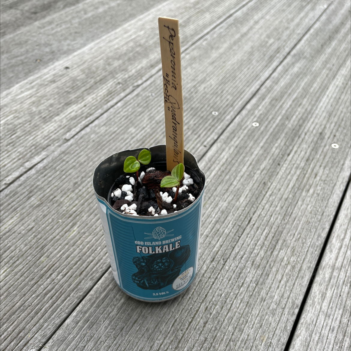 Beetle Peperomia plant in a container with visible soil and a plant label.