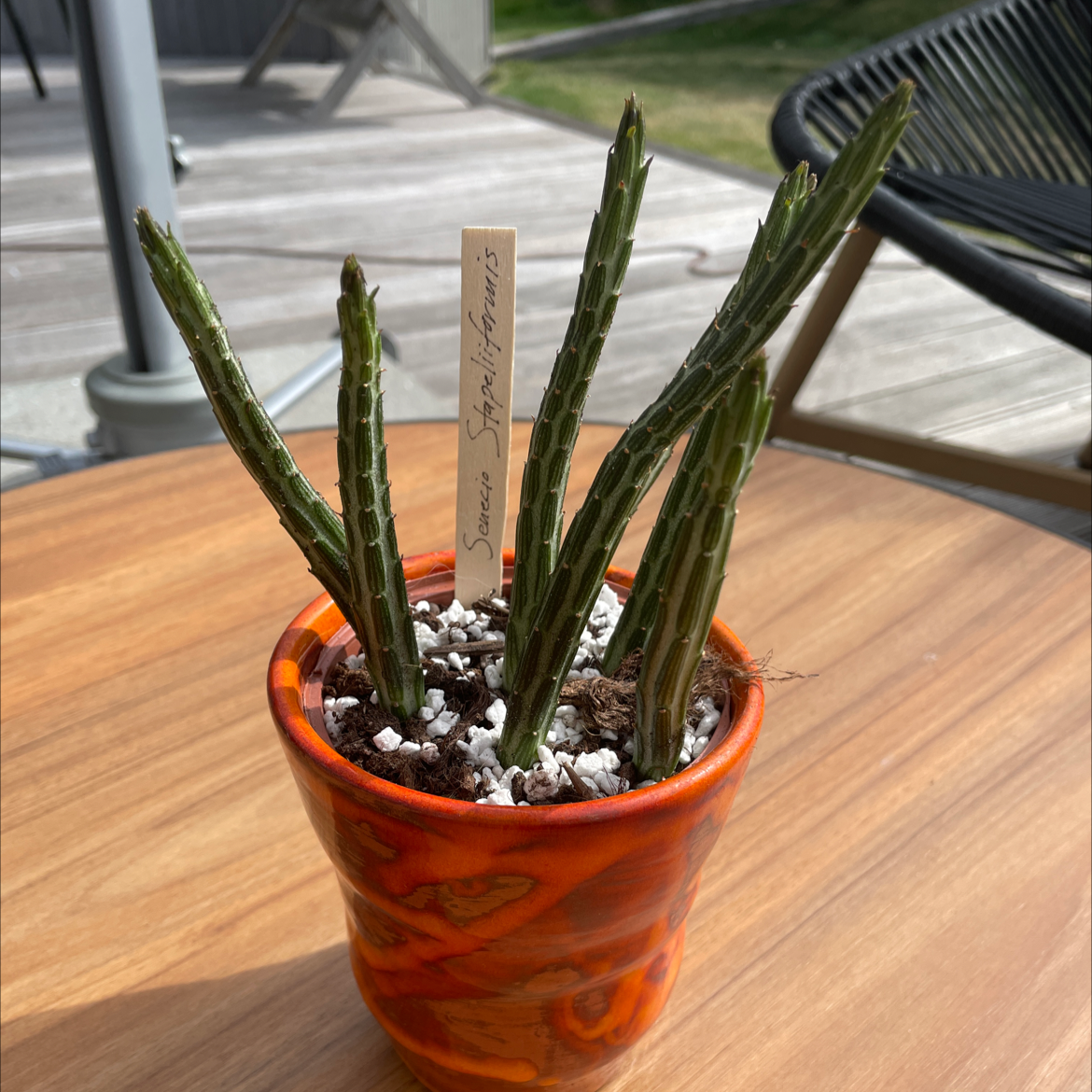 Photo of the plant species Pickle plant by @Nova named Fröbjörn on Greg, the plant care app