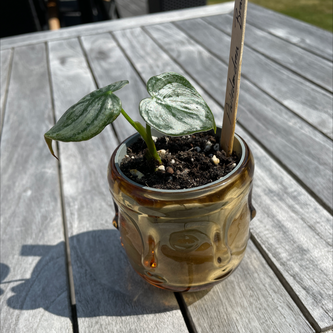 Photo of the plant species Silver Leaf Philodendron by @Nova named Tryggve on Greg, the plant care app