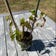 Calculate water needs of Begonia amphioxus