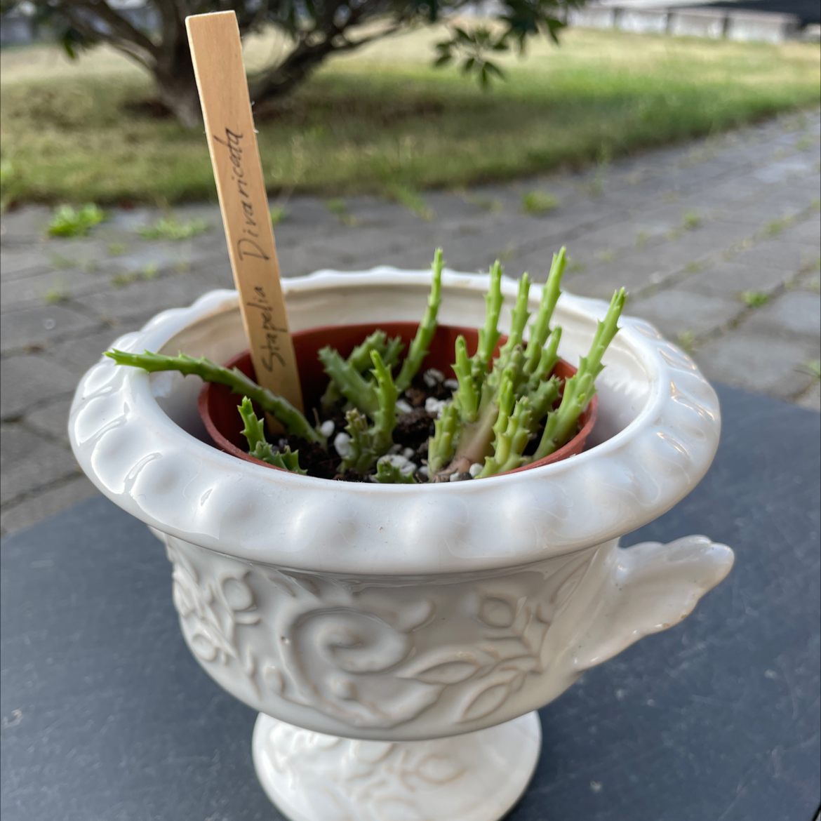 Photo of the plant species Stapelia divaricata by @Nova named Hillevi on Greg, the plant care app