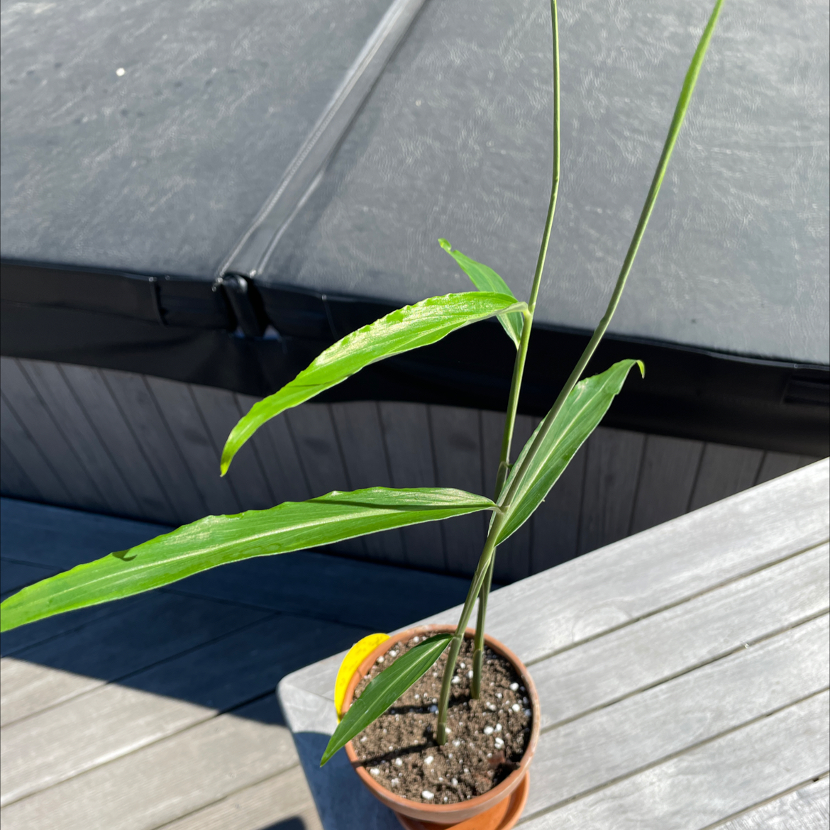 Ginger Root plant photo by @Nova named Mazarin on Greg, the plant care app.