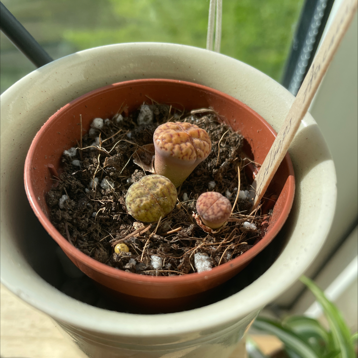 Living Stones plant photo by @Nova named Knatte, Fnatte & Tjatte on Greg, the plant care app.
