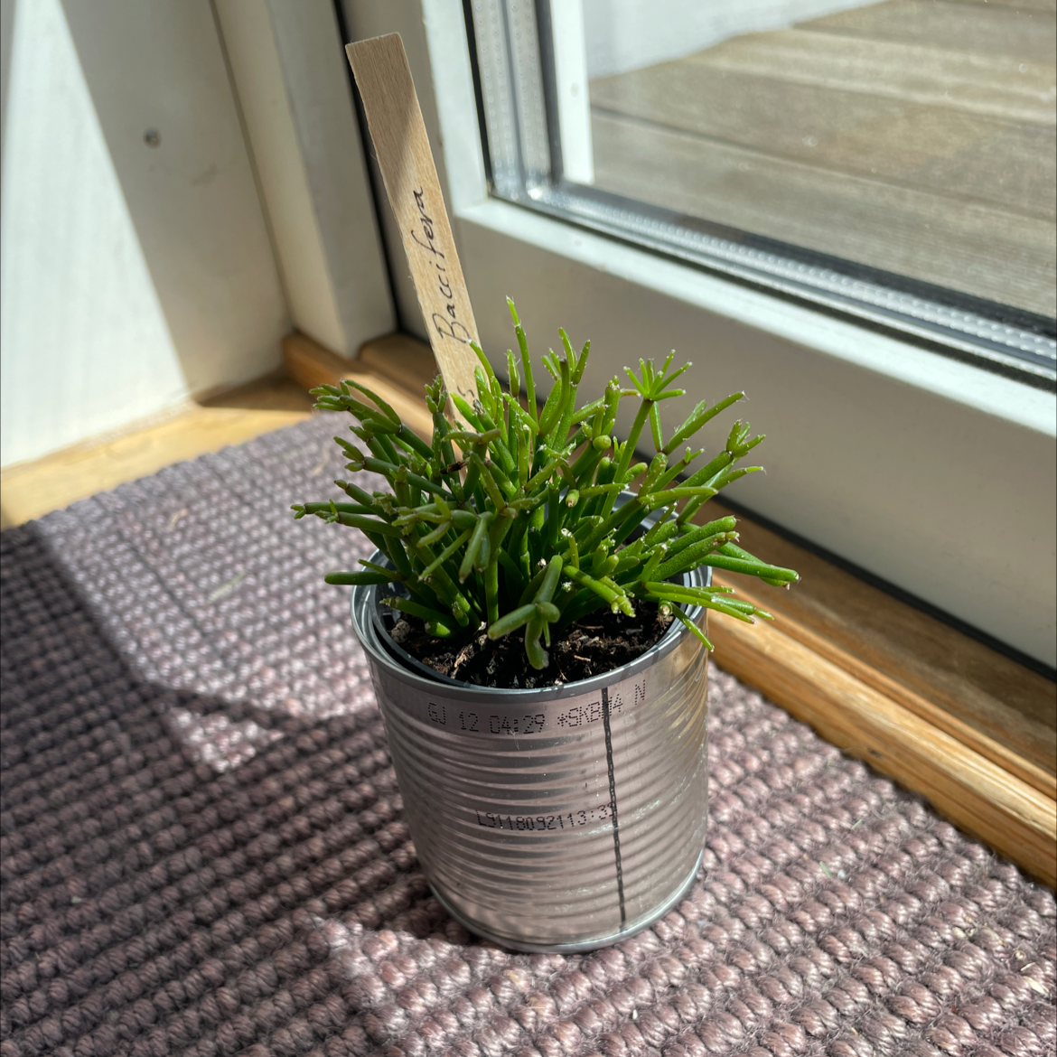 Mistletoe Cactus in a small metal container near a window, healthy green stems.