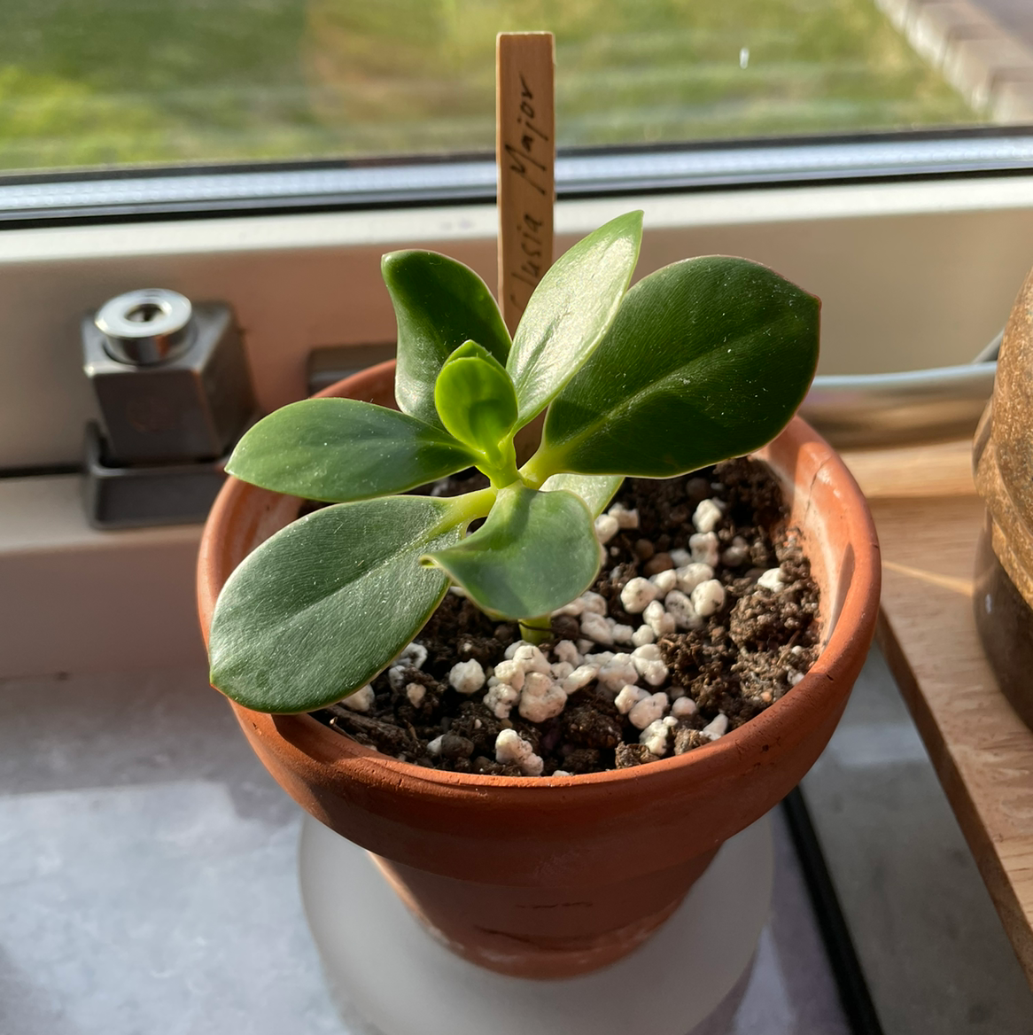 Potted Autograph Tree plant with healthy green leaves and visible soil.