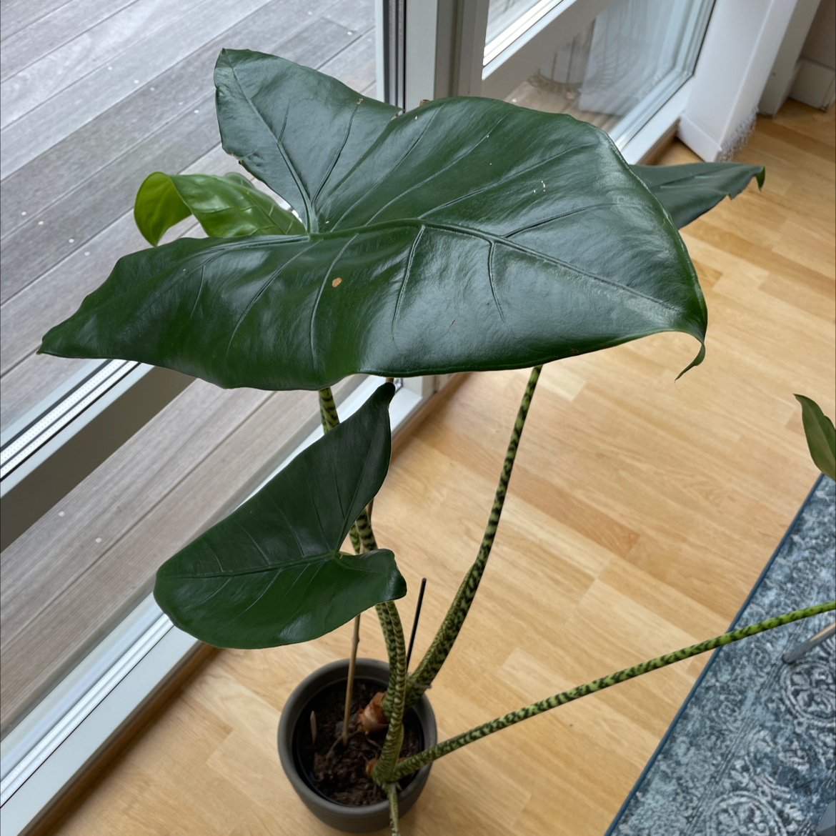Zebra Elephant Ear plant with large, glossy green leaves near a window.