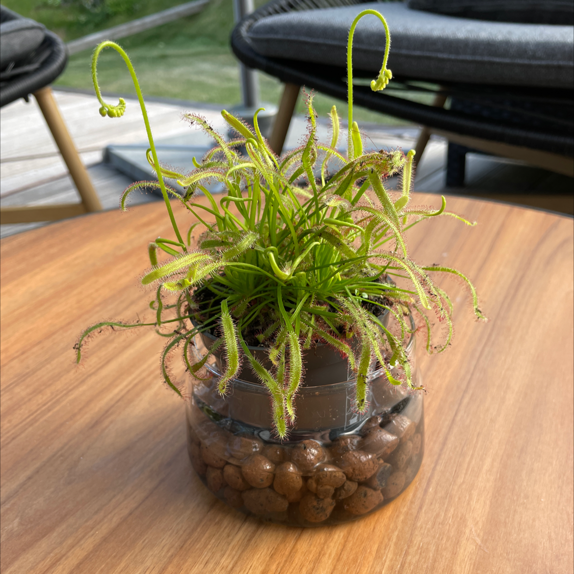 Cape Sundew plant photo by @Nova named Dagny on Greg, the plant care app.