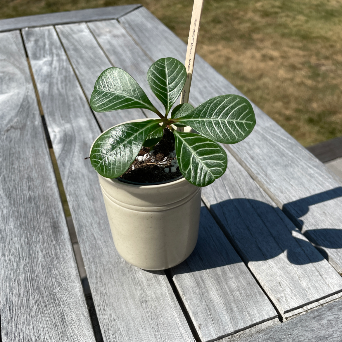 Photo of the plant species Madagascar Jewel by @Nova named Ove on Greg, the plant care app