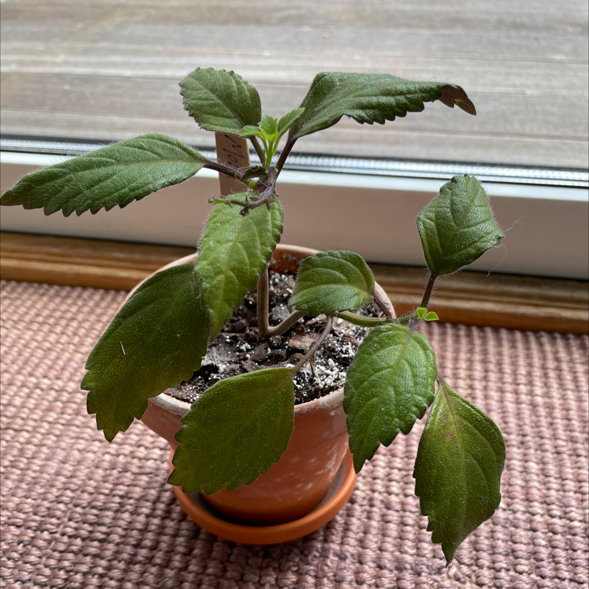 Potted Mona Lavender plant with green leaves near a window.