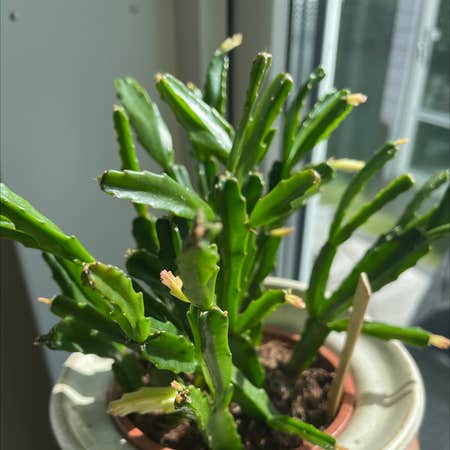 Photo of the plant species Mistletoe Cactus by @Nova named Yngve on Greg, the plant care app