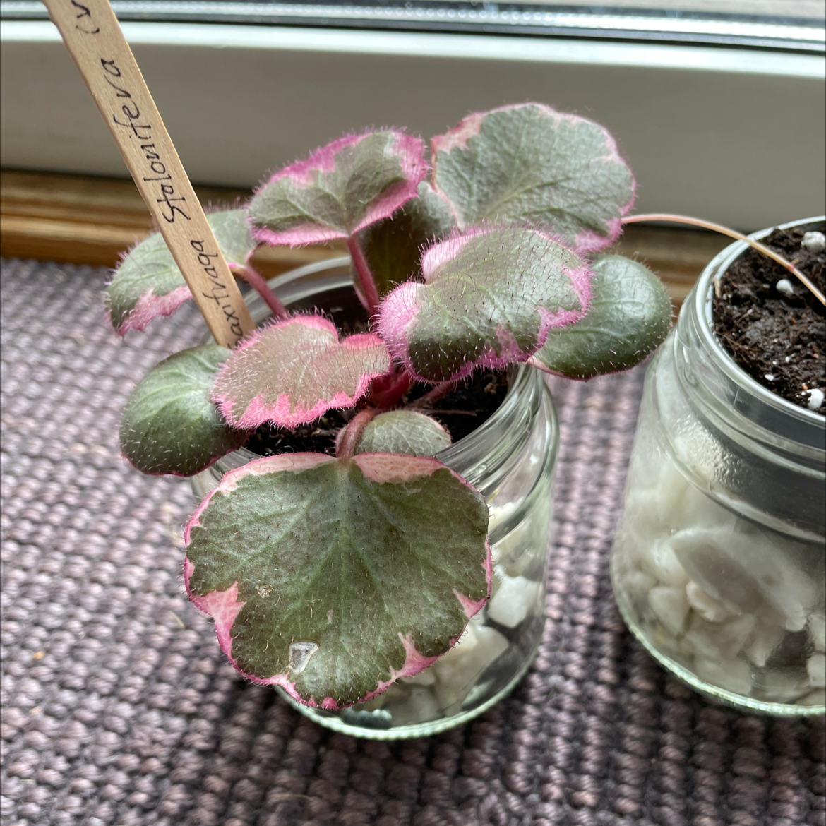 Photo of the plant species strawberry begonia varigated by @Nova named Eva on Greg, the plant care app